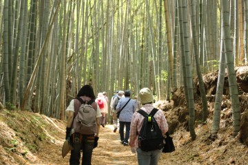 　　男山散策ひだまりルート　竹林がすごい　